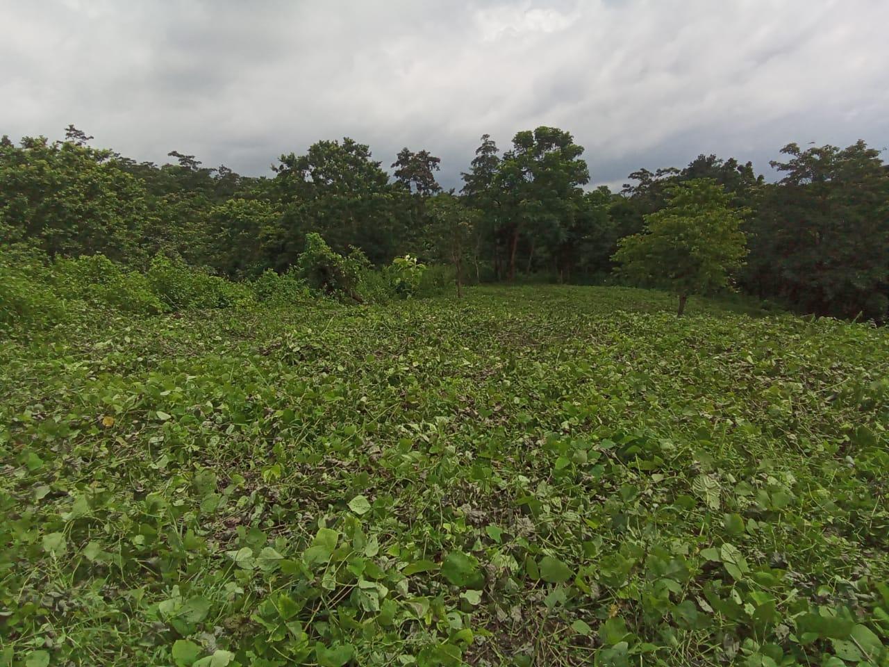 G:\VILLAGE REPORT PICTURES\JIRANG BLOCK\Belaheri\WhatsApp Image 2023-02-03 at 12.14.57.jpeg